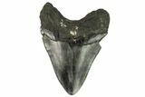 Huge, Fossil Megalodon Tooth - South Carolina #120457-2